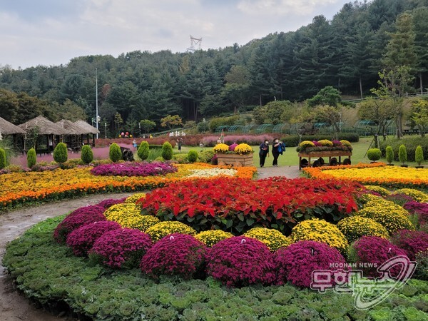 15일 용인시 처인구 농촌테마파크를 찾은 시민들이 형형색색 국화꽃을 보며 즐거운 시간을 보내고 있다.